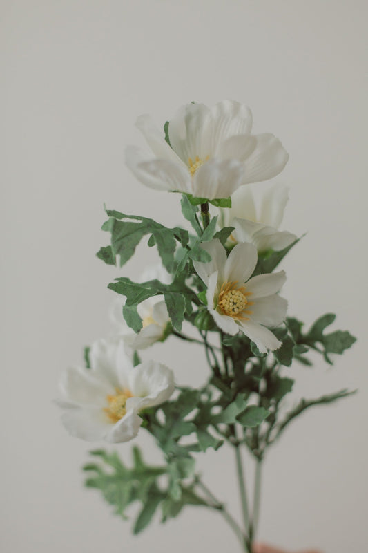 コスモス