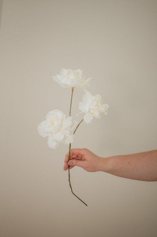 ふわふわのシャクヤクの茎