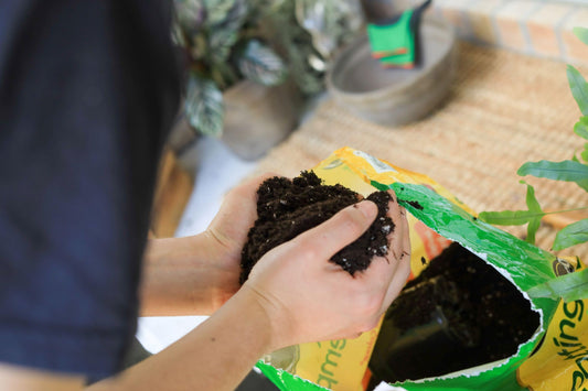 Miracle-Gro Potting Mix Soil 8.8L, 2-Pack | More Blooms & Color | Feeds 6 Months for Indoor & Outdoor Container Plants 🍁 All In One Marketplace Canada