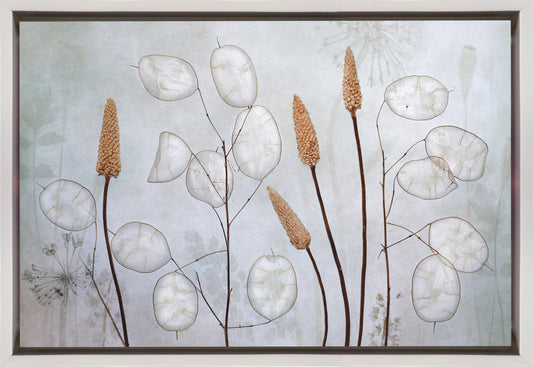 Lunaria
