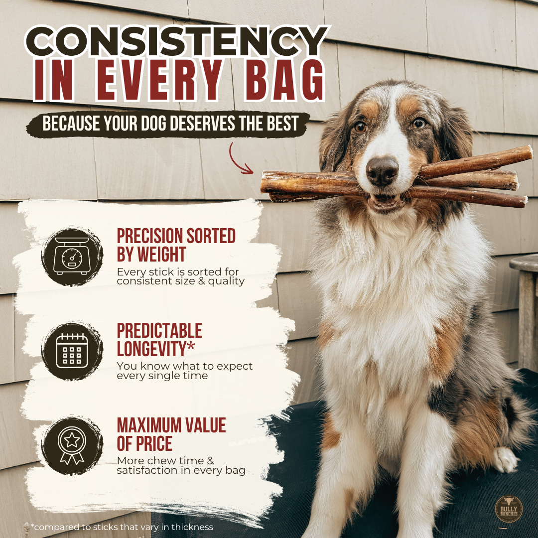 12 Inch Standard Bully Stick