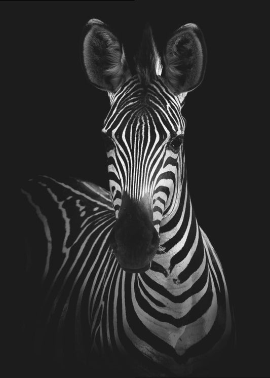Wall Art The Zebra