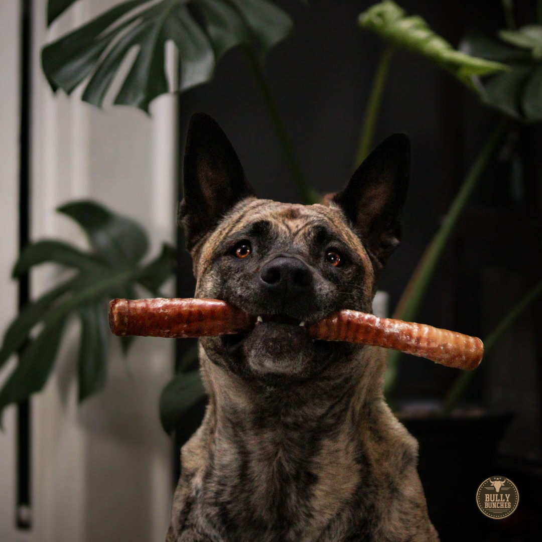 12 Inch Trachea Wrapped in Jerky