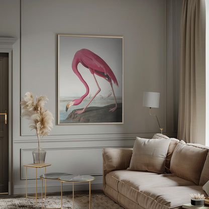 Pink Flamingo Ii From Birds of America (1827)