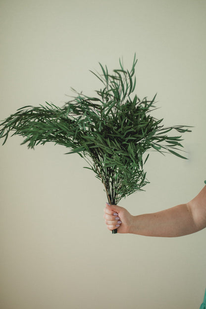 Italian Willow