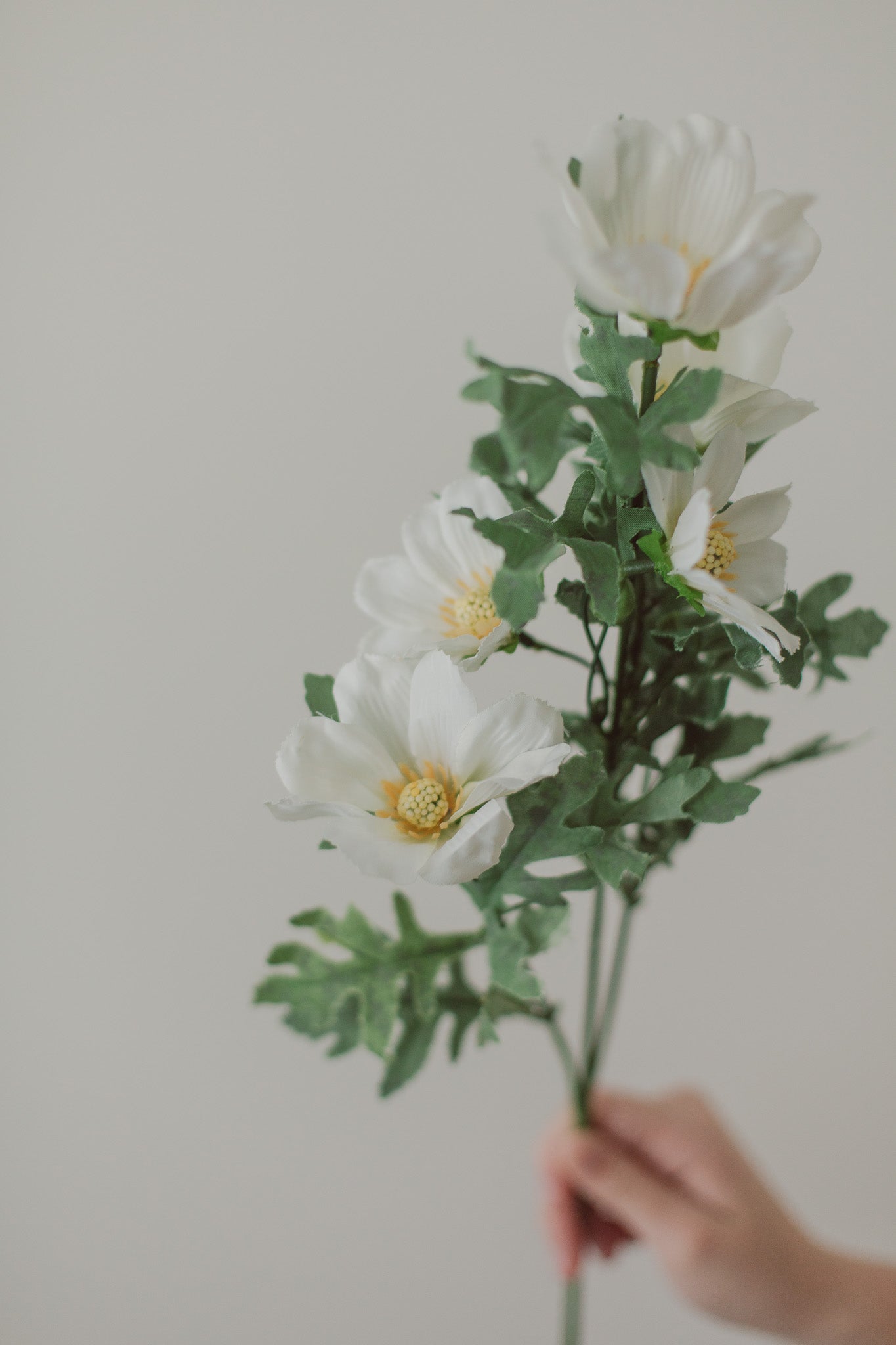 Cosmos Flowers