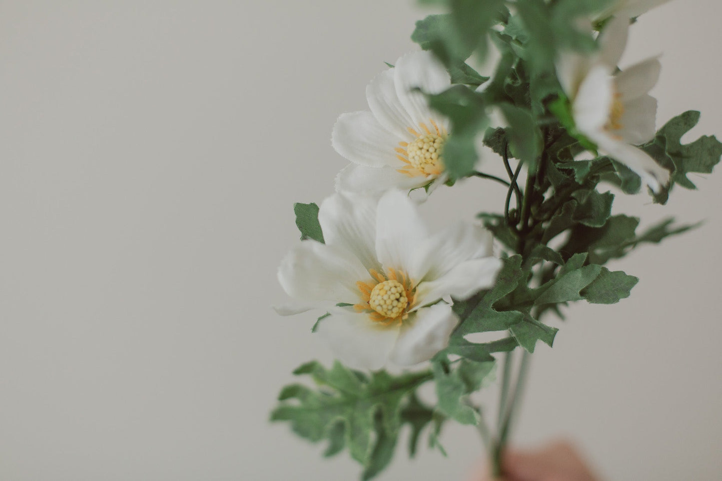 Cosmos Flowers