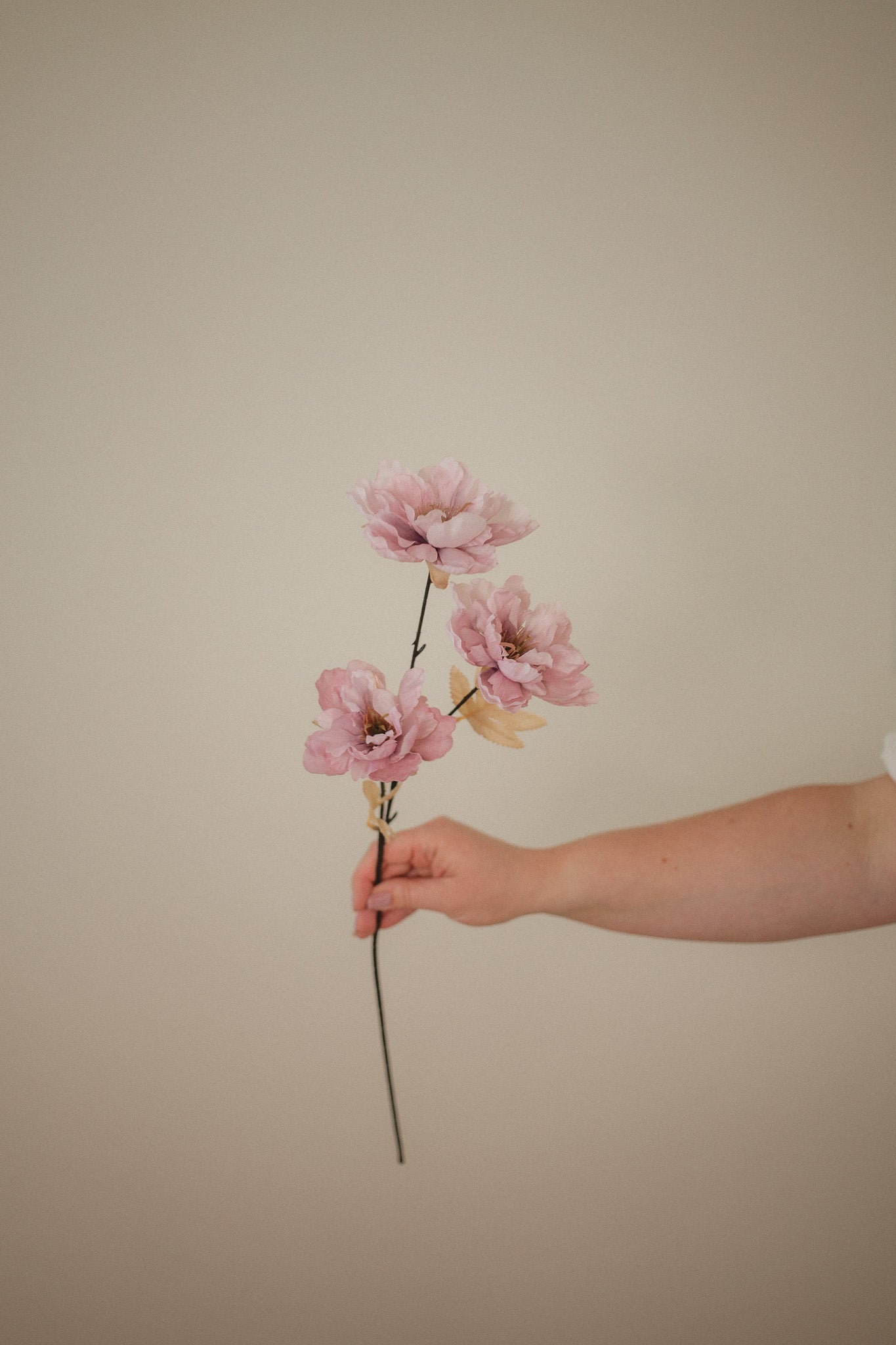 Wild Peony