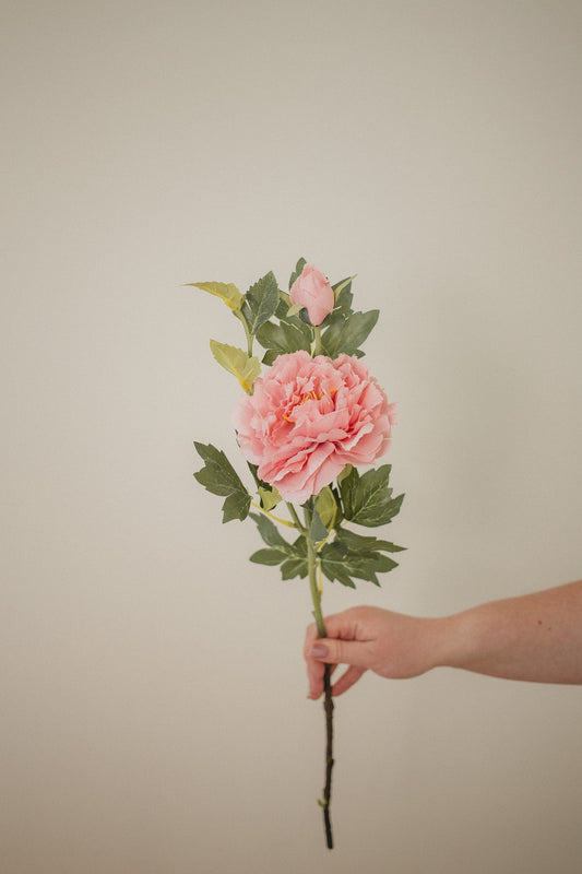 山の芍薬