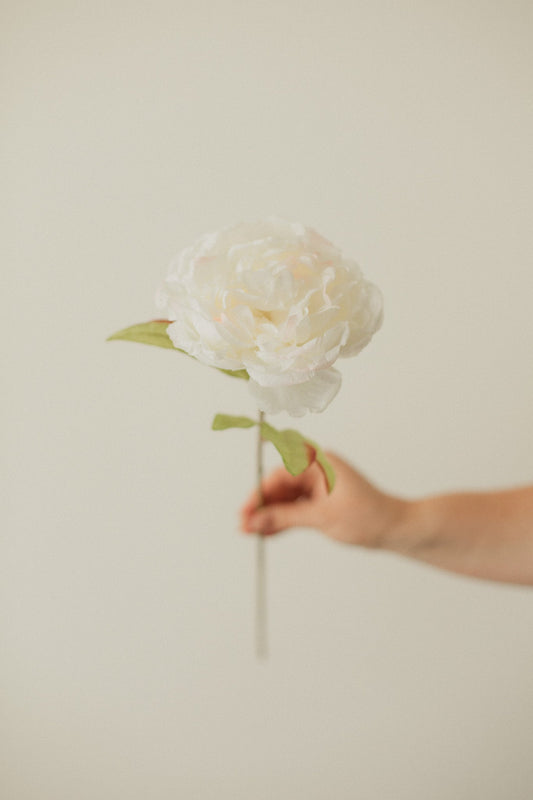 大輪の芍薬