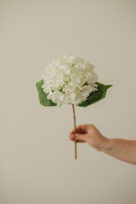 紫陽花