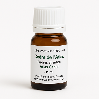 Cèdre de l'Atlas