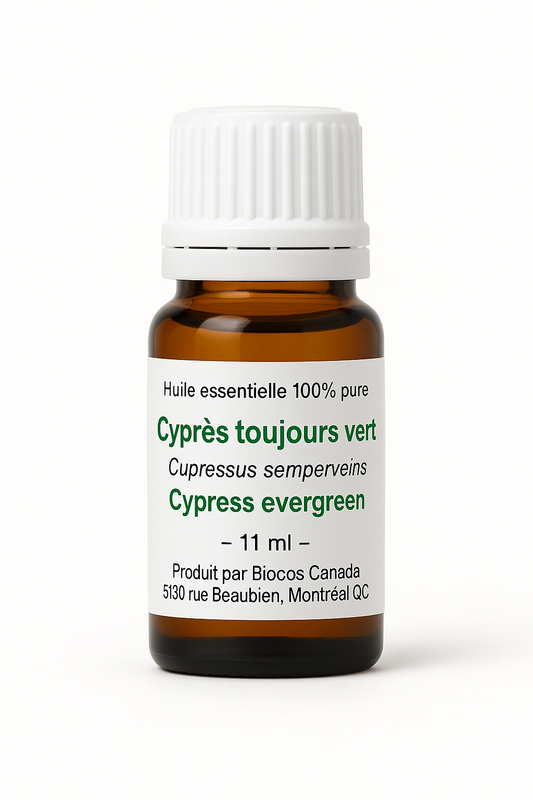Cyprès toujours vert