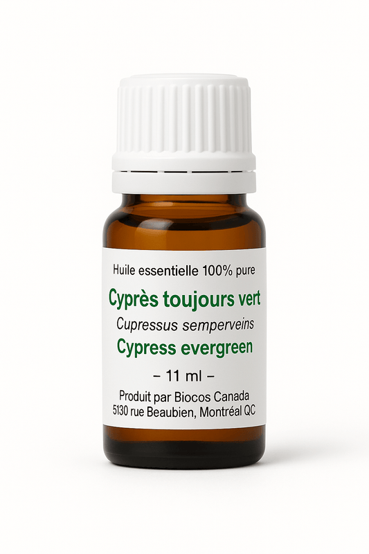 Cyprès toujours vert