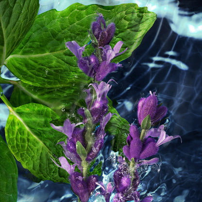 DAVIDOFF Cool Water Eau de Toilette for Men 75ml 🍁 All In One Marketplace Canada