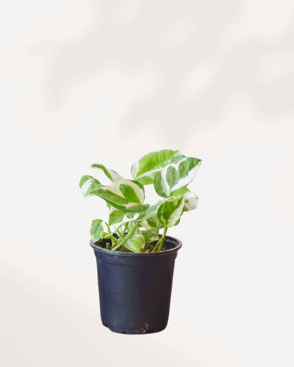 Pothos N’Joy