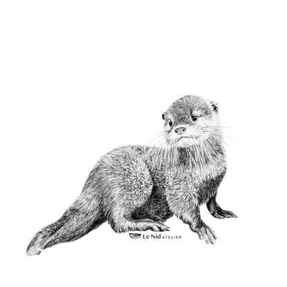 Baby Otter  Magnet