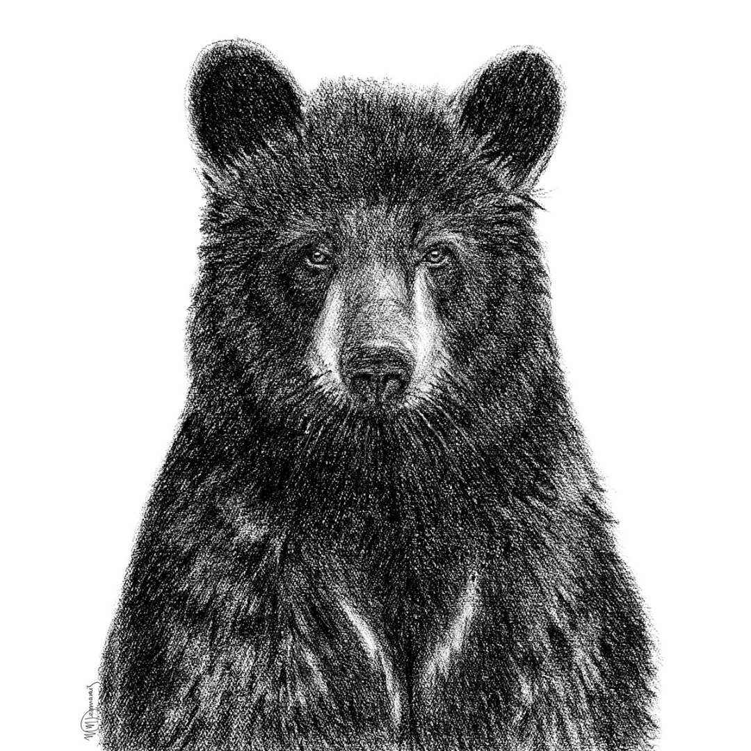 Black Bear Portrait  - Rigid Framed Canvas