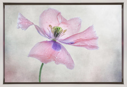 Pastel poppy