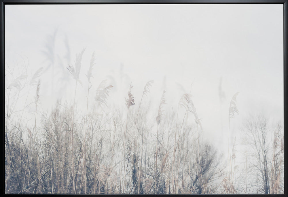 Wall art Landscape of reeds and grass