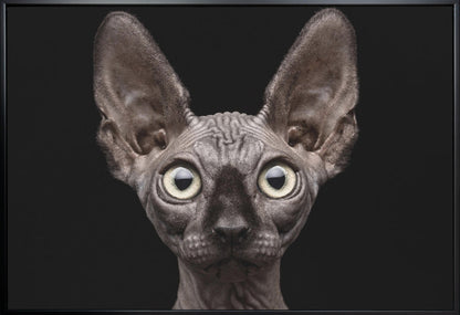 Wall art Sphynx Cat