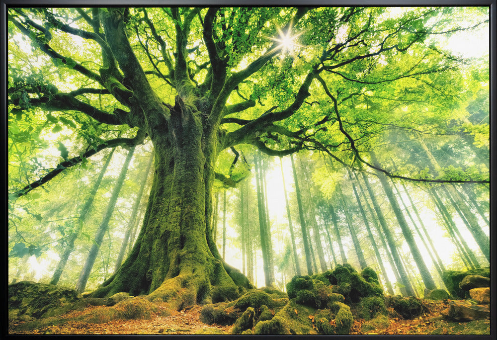 Ponthus' Beech