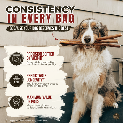 12 Inch Jumbo Bully Stick