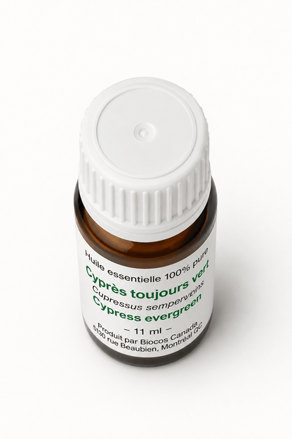 Cyprès toujours vert