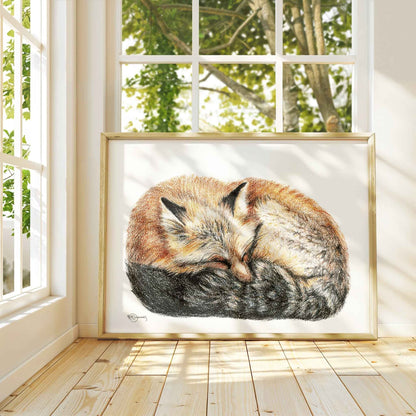 Fox sleeping - curled into a ball -  Colored  animal art print
