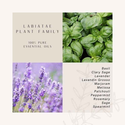 Herb Plant Family | 100 % Pure Essential Oils