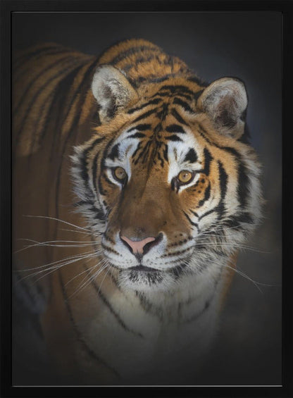 Wandbild Portrait eines Sibirischen Tigers