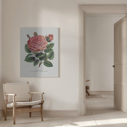 Pink Rose, Glorie De Dijon Lithograph