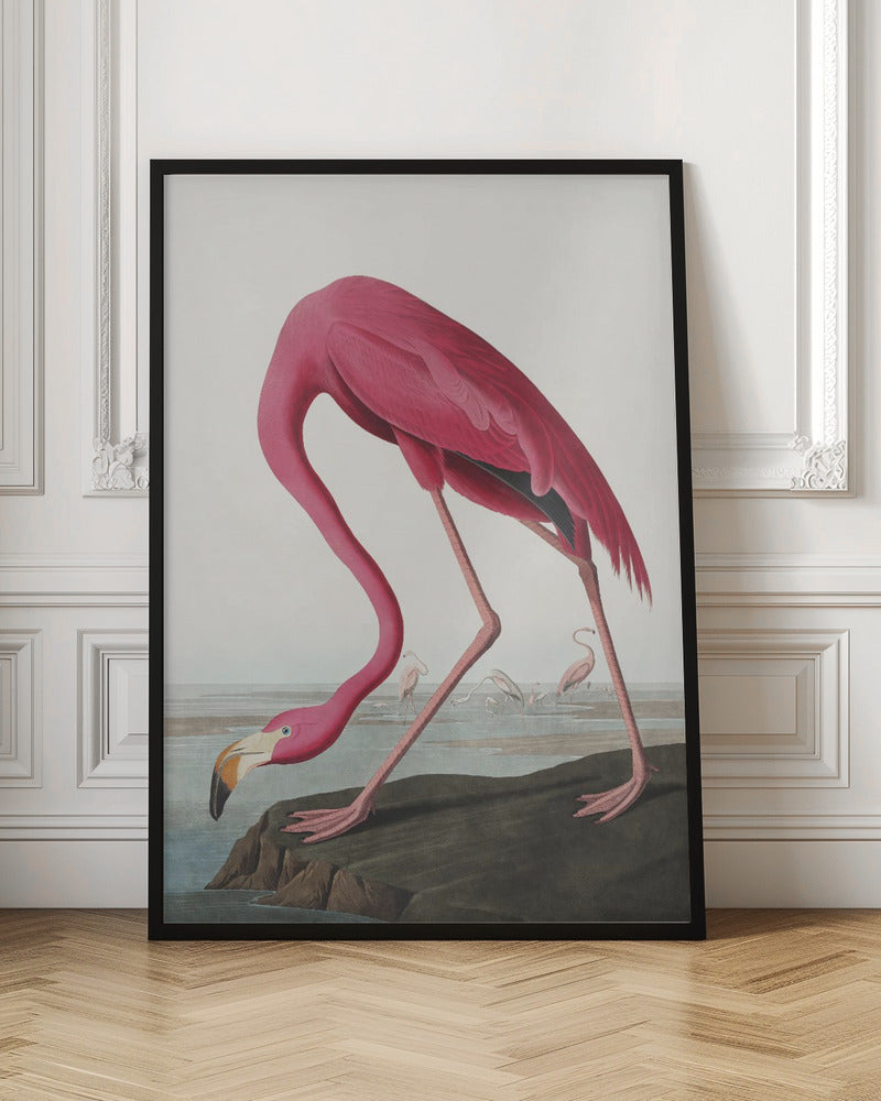 Pink Flamingo Ii From Birds of America (1827)