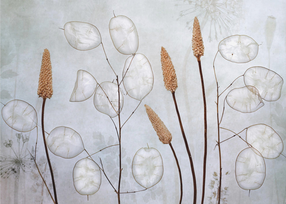Lunaria