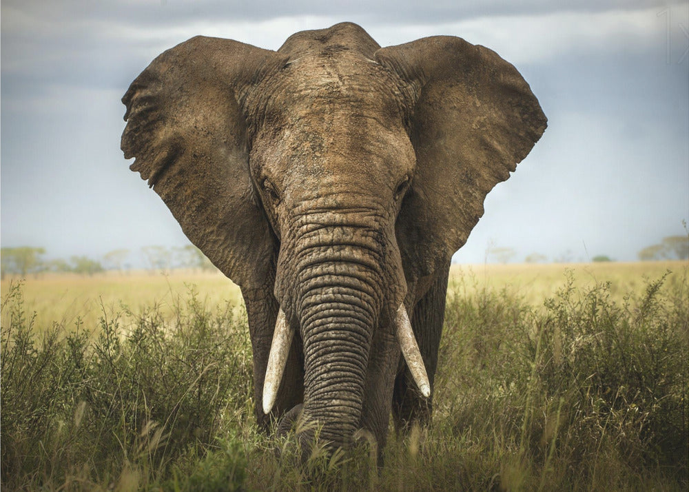 Wall art Encounters in Serengeti. Elephant